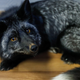 A domesticated fox in Russia.